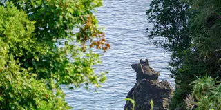 【佐渡西海岸ドライブ】海に浮かぶ岩が○○（キリン・猫・犬　etc）に見える！絶景＆可愛いカフェも♪