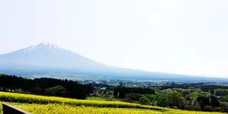 富士山と春の花々ビュースポット周遊(静岡～山梨)