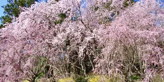 【4月〜GW】ゴールデンウィーク！南信州桜＆スイセン＆ハナモモ ※写真は全て2017.4.28撮影