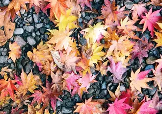 【長野・新潟】松代・月岡温泉 のんびり美人の湯と美味しい秋の味覚を堪能！！