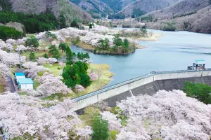 知る人ぞ知る「京都美山」おすすめ桜スポット3選