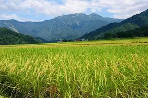 【田舎暮らしに憧れて】日本一の米どころ南魚沼市で稲刈り体験