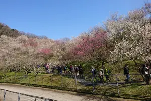 先人の夢をつなぐ第４０回高尾梅郷　梅まつり