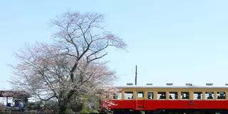 小湊鐵道＆いすみ鉄道　～菜の花に染まる 房総半島横断の旅～