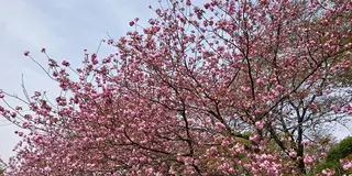 まだまだあります菊池の桜＆草木の萌える緑＆日本の名湯百選菊池温泉でつるつる美肌の温泉三昧