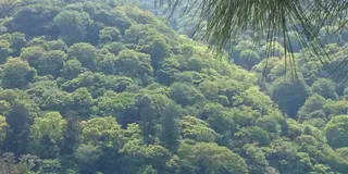 新緑の嵐山、世界遺産 天龍寺と仁和寺