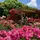 神奈川県立花と緑のふれあいセンター 花菜ガーデン