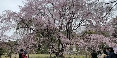 六義園の楽しみ方完全ガイド 都会で桜や紅葉を贅沢に味わえる 周辺情報も満載 Holiday ホリデー