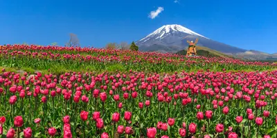 富士サファリパークの楽しみ方完全ガイド 観光やデートにおすすめの情報や周辺情報も満載 Holiday ホリデー