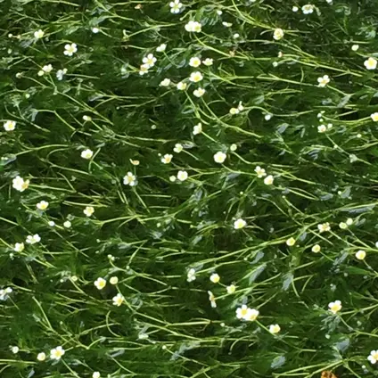 醒井の梅花藻