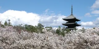 今度こそ行きたい！京都の桜5選