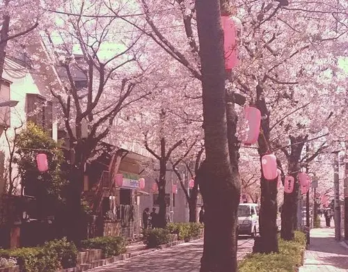 桜並木通りで美味しいお店をめぐるお散歩デート♡（西小山）