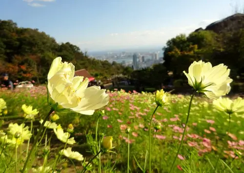 草花と香りのテーマパーク♡癒しのハーブガーデン♡神戸布引ハーブ園へ