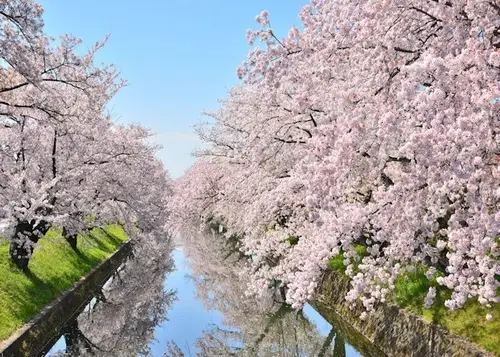 東海　桜🌸