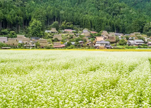【美山】おやつをつまみながら日本の原風景を歩く♪ かやぶきおやつさんぽ