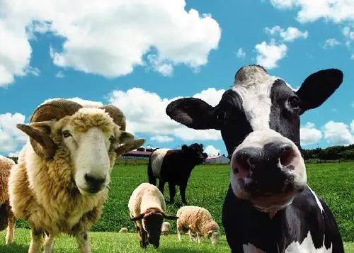 ひつじ年！マザー牧場で羊の大行進を見て今年をスタート！