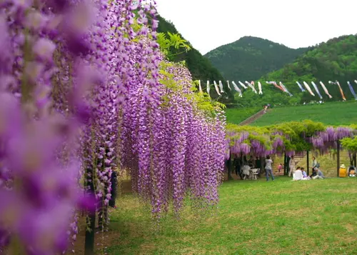 竹田城跡近辺にある山陰一の藤の花が咲く公園