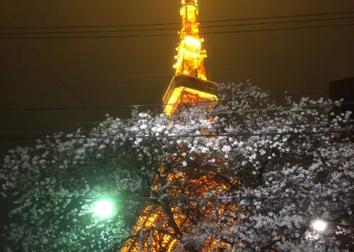 花見の季節に桜越しの東京タワーを眺めながら食事デートをしたい！