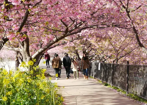 河津桜のトンネルと菜の花・温泉を満喫