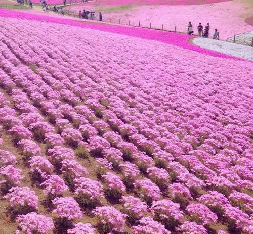 埼玉の花に関するおでかけプランが25件 Holiday ホリデー