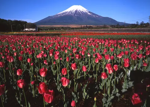 富士山と過ごす癒しのホリデー☆