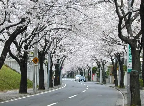 あざみ野という街には「桜のトンネル」があるんです！！！