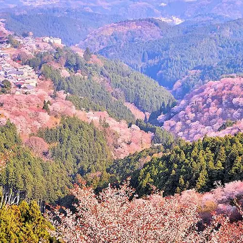 吉野山 上千本