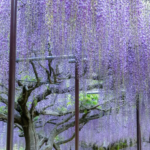 白毫寺