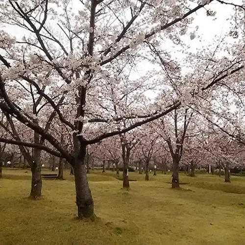 さくらの森公園