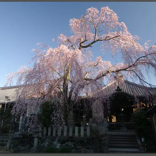 桜本坊