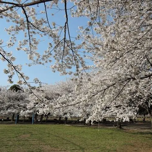 出羽公園