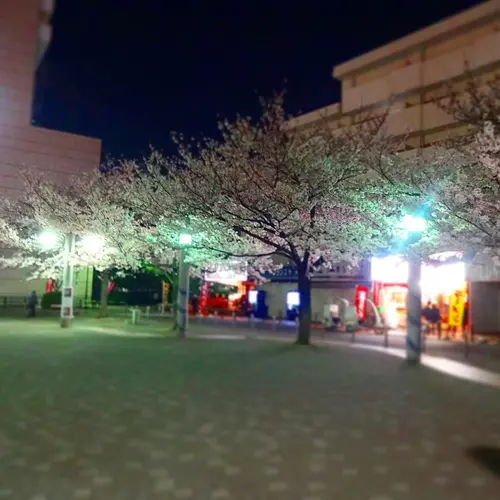 染井吉野桜記念公園
