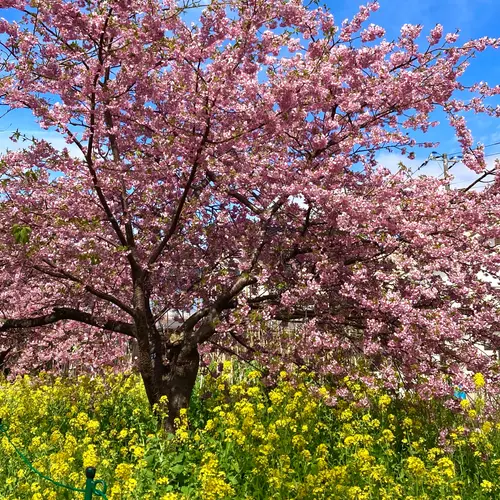 河津桜並木&菜の花ロード
