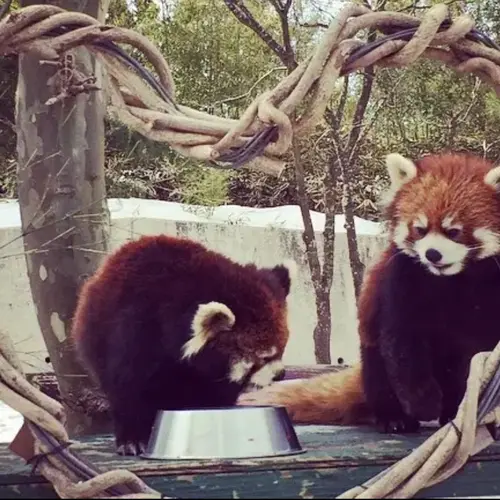 秋田市大森山動物園
