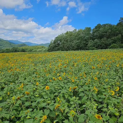 ひまわりGarden