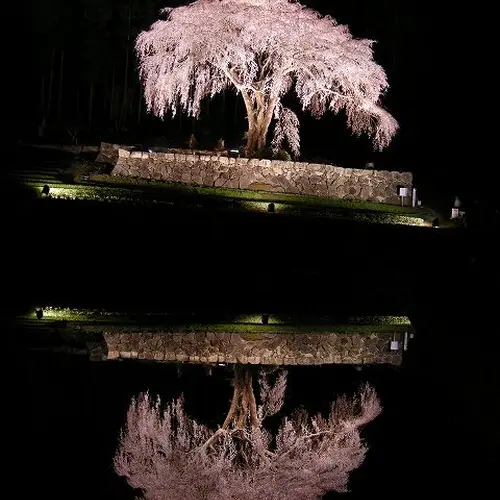 水戸野のしだれ桜