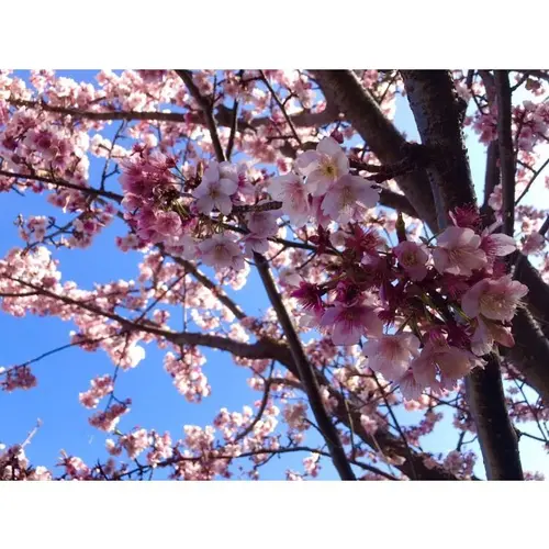 松原公園