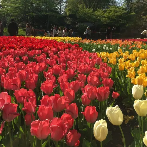 昭和記念公園 渓流広場