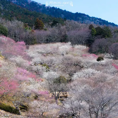 筑波山梅林