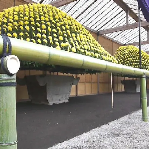 新宿御苑　菊花壇展