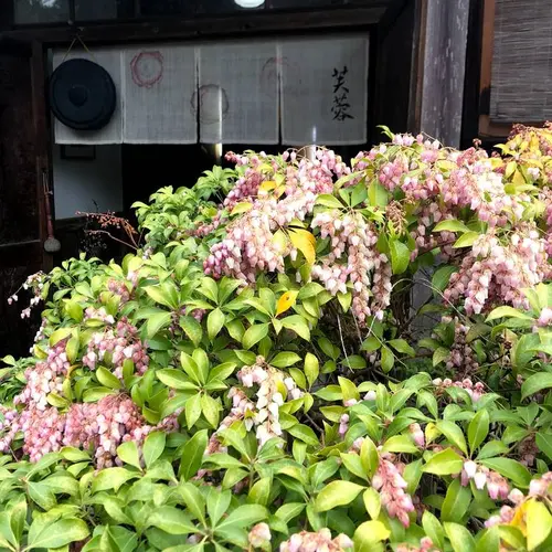 芙蓉