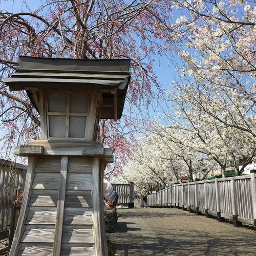 新川千本桜