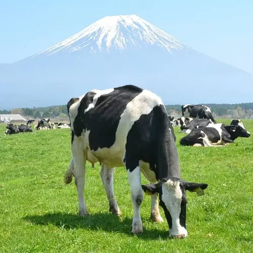 中部地方の世界遺産に関するおでかけプランが30件 Holiday ホリデー