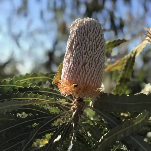 Kings Park and Botanic Garden（キングスパーク＆植物園）