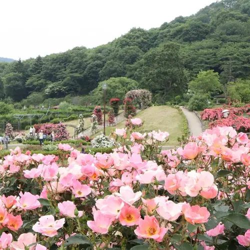 茨城県フラワーパーク