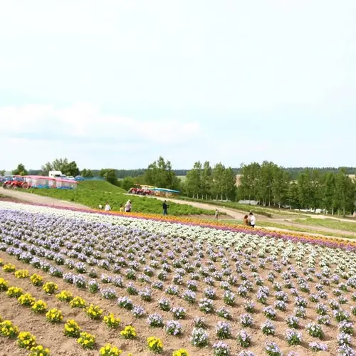 北海道の花に関するおでかけプランが26件 Holiday ホリデー