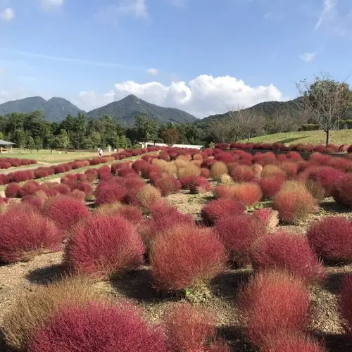 まんのう公園