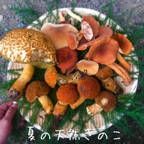 和食おすし若