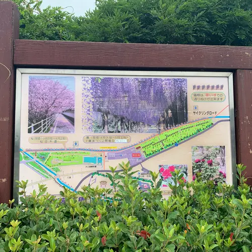 大三島藤公園