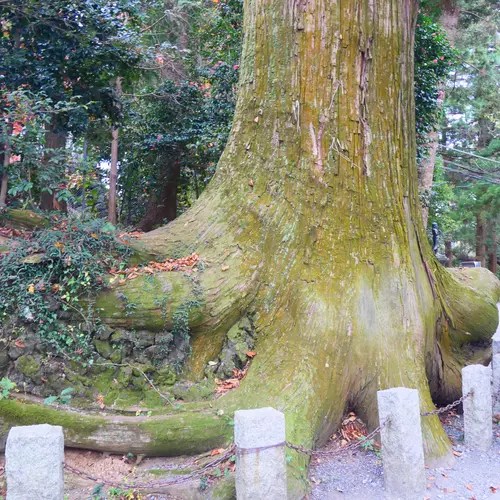 たこ杉